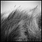 Effr�n� / Wild