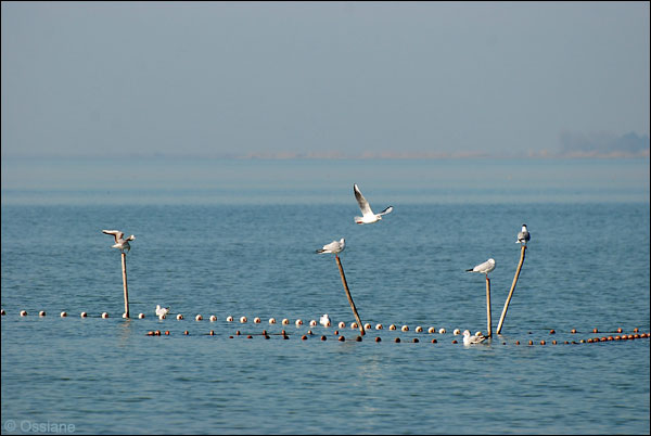 Sur le lac de Vaccarès