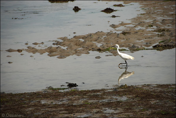 Aigrette