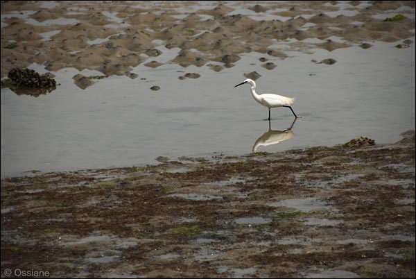 Aigrette