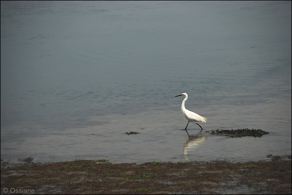 Aigrette