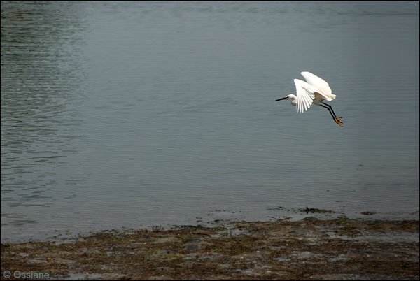 Aigrette