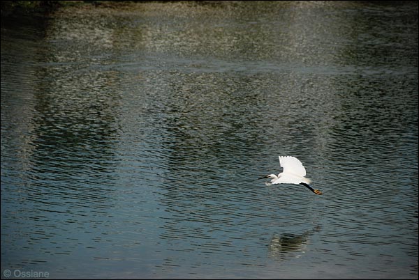 Aigrette