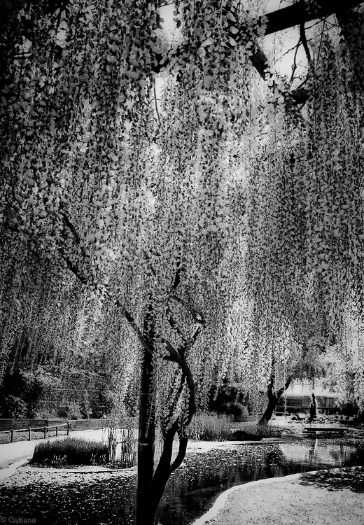 Après la pluie