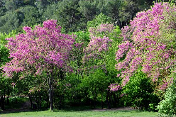 Arbre de Judée