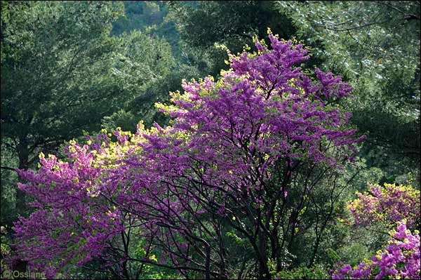 Arbre de Judée