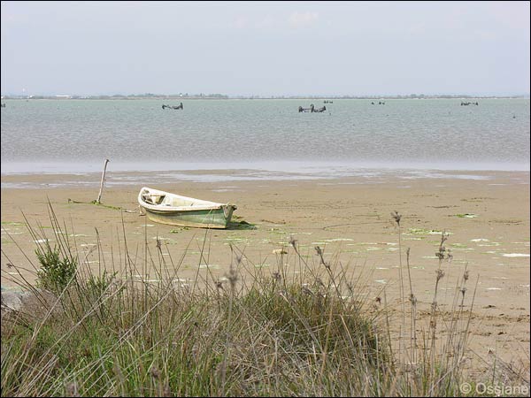 Camargue