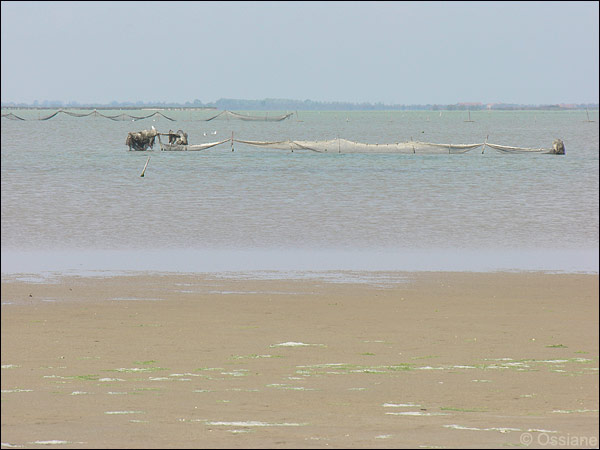Camargue