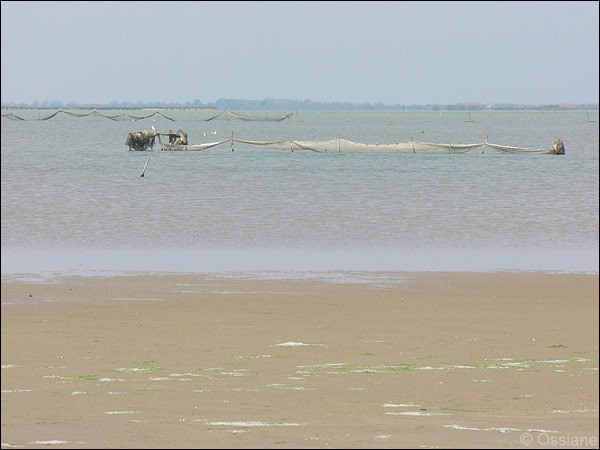 Camargue