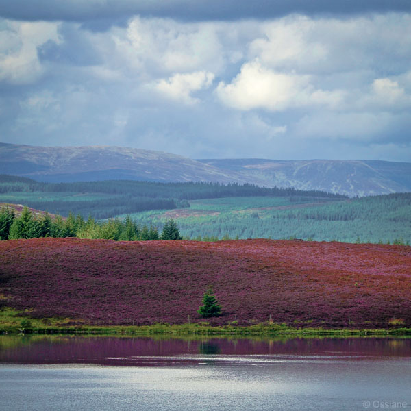 Bruyère / Heather