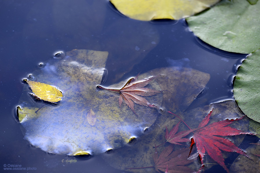 CYCLE DES MATIERES 5 / CYCLE OF MATTER 5