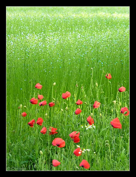 Coquelicots