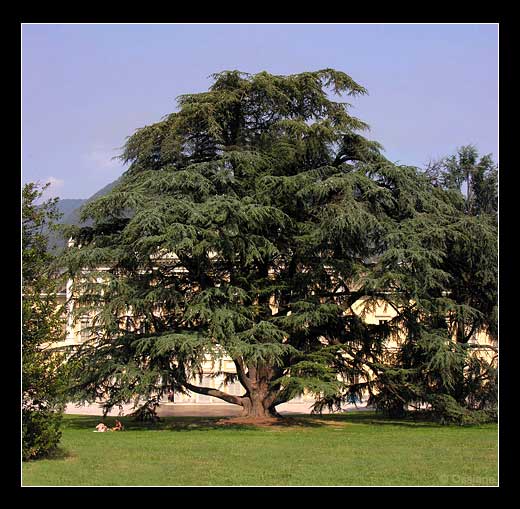 Cèdre du Liban