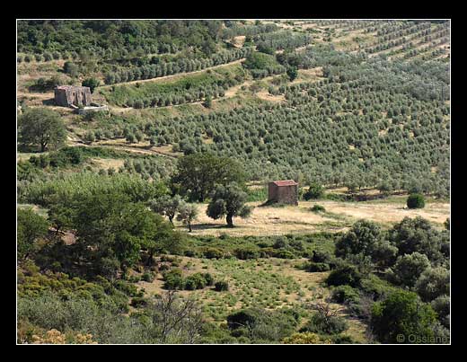 Oliveraies en Balagne