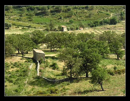 Oliveraies en Balagne