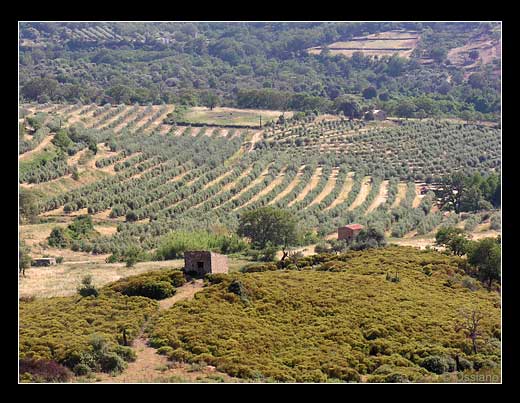 Oliveraies en Balagne