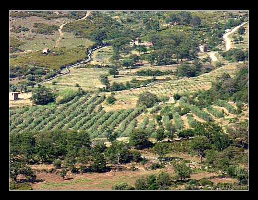 Oliveraies en Balagne