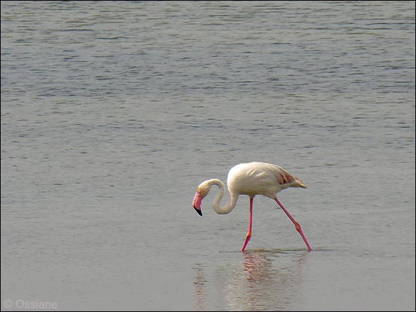 Flamand rose