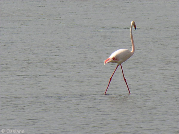 Flamand rose