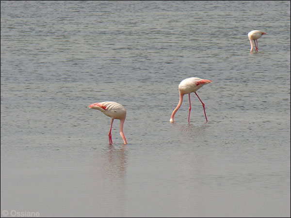 Flamand rose