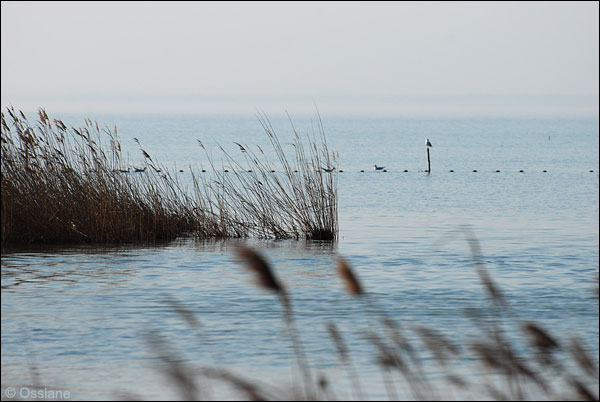 Grande Aigrette