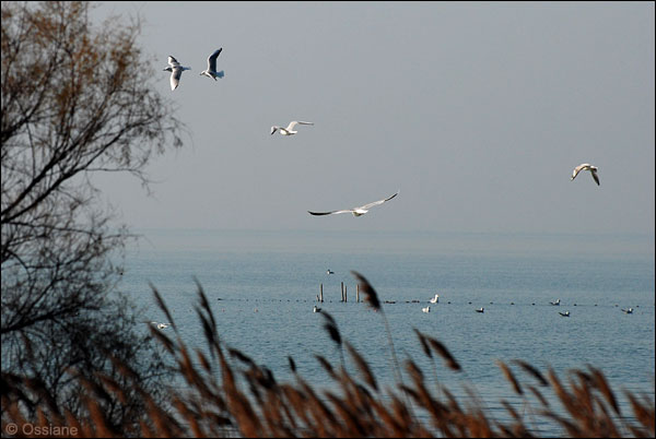 Grande Aigrette