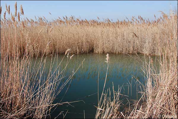 lac de Vaccarès