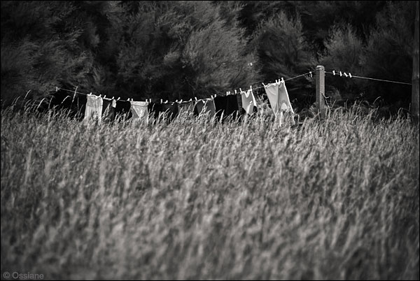 Linge