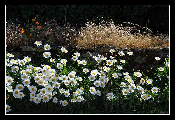 Marguerite