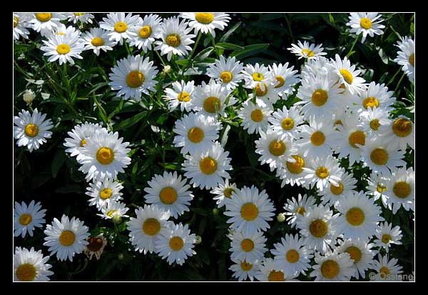 Marguerite