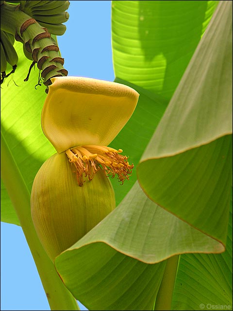 Musa