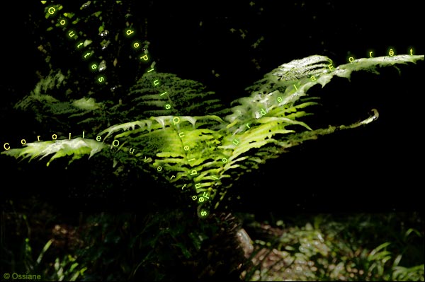 Corolle ouverte, quelques gouttes de pluie, fleur de la forêt