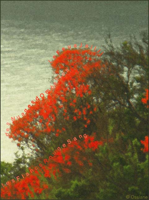 Le feu a jailli, des nuages d'ombelles, tes flancs rouge sang