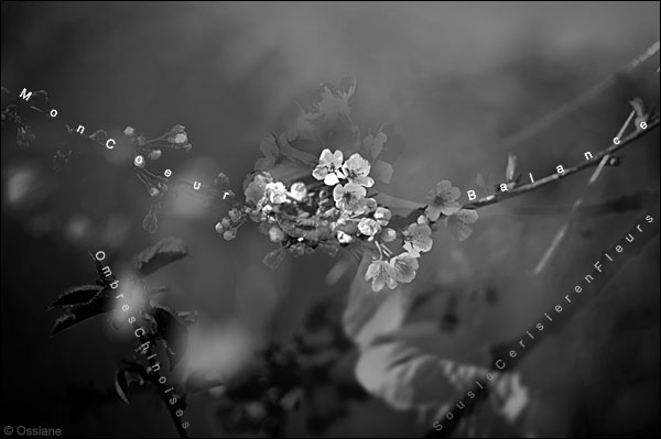 ombres chinoises, sous le cerisier en fleurs mon coeur balance