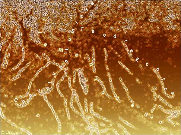 filaments de soi, chevelure lumière, tendre écorce