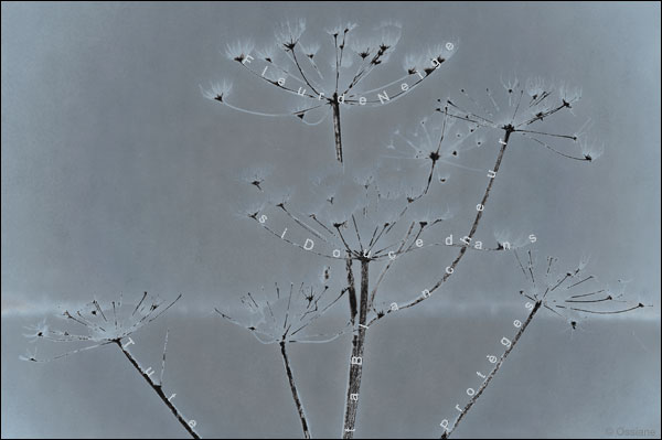 Fleur de neige, si douce dans ta blancheur, tu te protèges