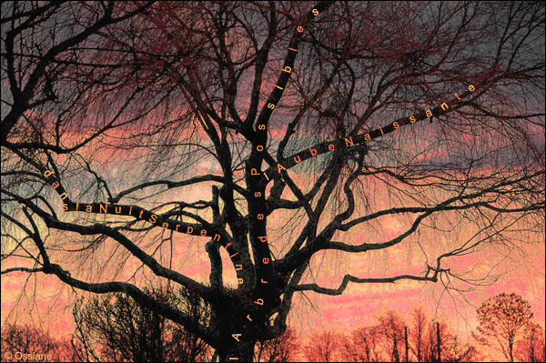 l'arbre des possibles, dans la nuit serpentine, l'aube naissante