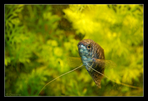 Vis ma vie de sirène : « Nager comme un poisson, c'est quelque