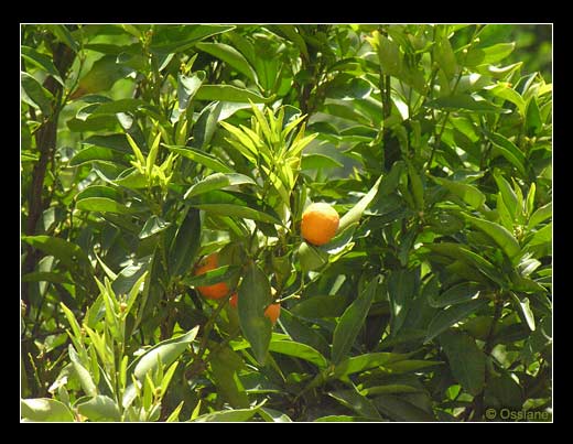 Belgodère en Balagne