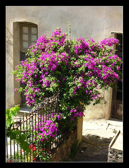 Belgodère en Balagne