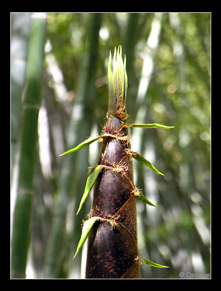 Pousse de bambou