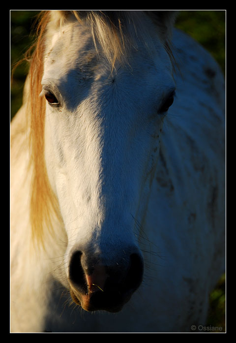 Tristesse