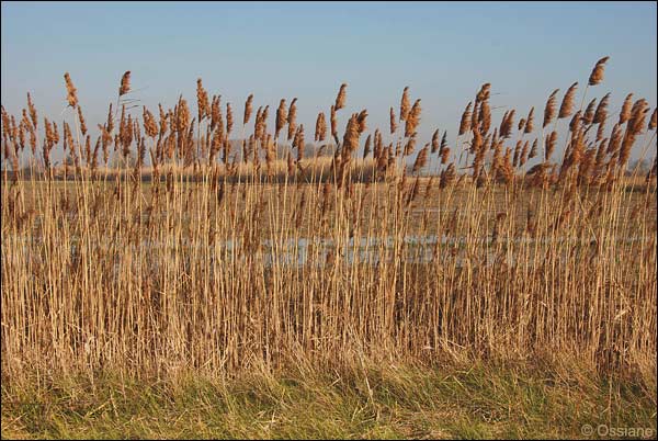 Camargue