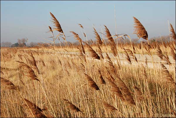 Camargue