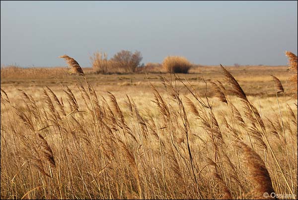 Camargue