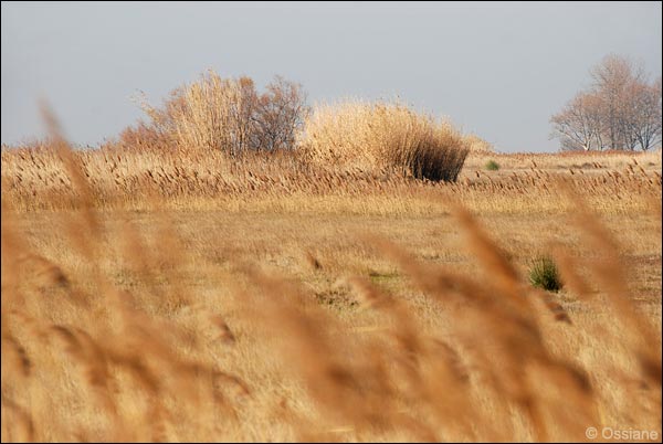 Camargue