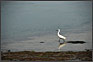 Aigrette