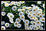 ? Marguerite